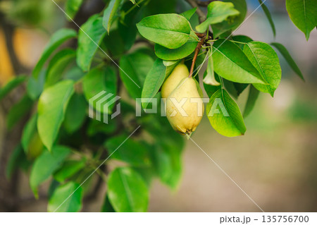 Two ripe pears hang from a tree branch surrounded by fresh green leaves, representing organic fruit harvest in summer orchard. Two ripe pears hang from a tree branch surrounded by fresh green leaves, representing organic fruit harvest in summer orchard. 135756700