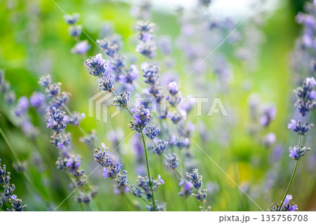 Soft purple lavender flowers blooming in a summer field with green background, evoking calmness, nature, and aromatic beauty. Soft purple lavender flowers blooming in a summer field with green background, evoking calmness, nature, and aromatic beauty. 135756708