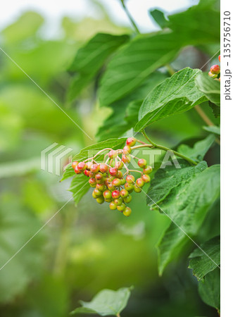 Unripe red viburnum berries in late summer. Wild guelder rose, Viburnum opulus in forests Unripe red viburnum berries in late summer. Wild guelder rose, Viburnum opulus in forests 135756710