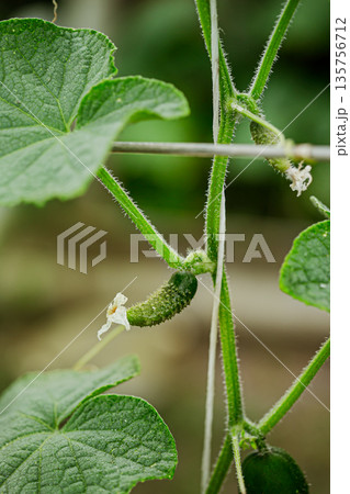 A tiny cucumber forming at the base of a yellow flower on a vine, captured in macro detail with a soft green natural background. 135756712