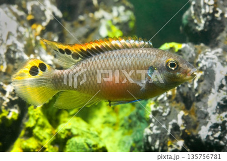 Beautiful small aquarium fish underwater. 135756781