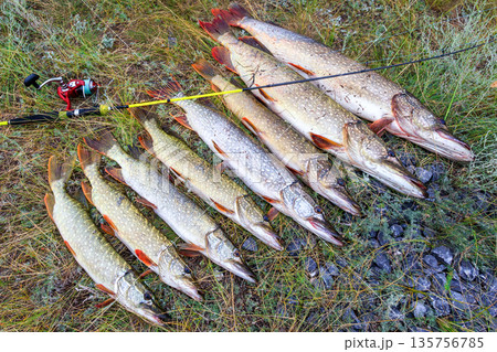 Fishing. Large pike in hands. Fishing. Large pike in hands. 135756785