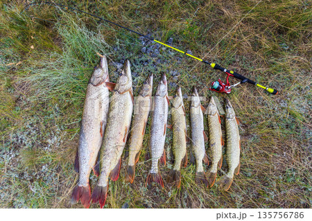 Fishing. Large pike in hands. Fishing. Large pike in hands. 135756786