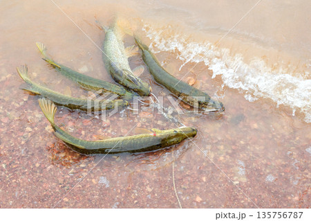 Fishing. Large pike in hands. 135756787