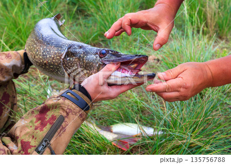 Fishing. Large pike in hands. 135756788