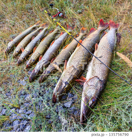 Fishing. Large pike in hands. 135756790