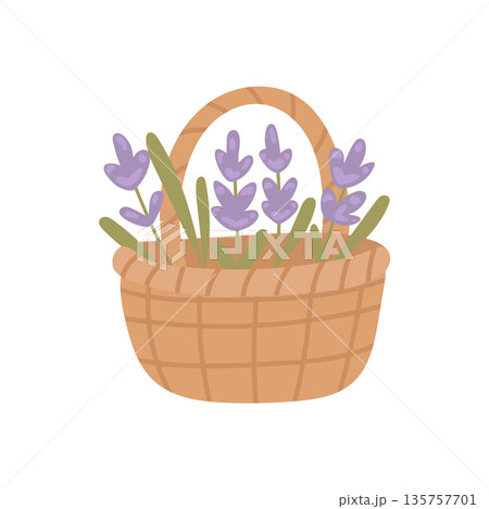 Rustic basket filled with fresh lavender flowers arranged for countryside decor, gardening articles, and farmhouse lifestyle illustrations 135757701