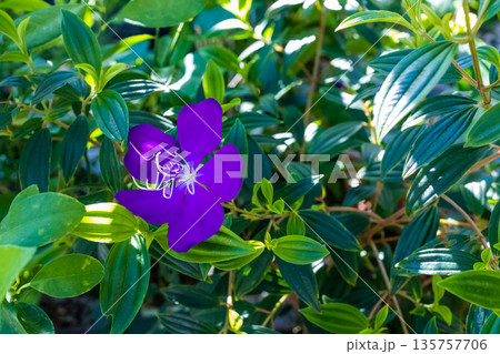 Top view of Pleroma urvilleanum, synonym Tibouchina urvilleana in bloom, focus selective 135757706