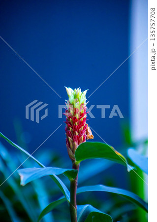 Top view of Costus speciosus or Indian head ginger, spiral ginger, or crepe ginger, focus selective 135757708