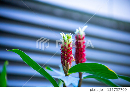 Top view of Costus speciosus or Indian head ginger, spiral ginger, or crepe ginger, focus selective Top view of Costus speciosus or Indian head ginger, spiral ginger, or crepe ginger, focus selective 135757709