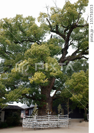 広島県 糸崎神社のクスノキ 広島県 糸崎神社のクスノキ 135758353