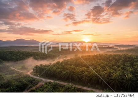 Panoramic sunrise over palm oil plantation in Malaysia Borneo 135758464