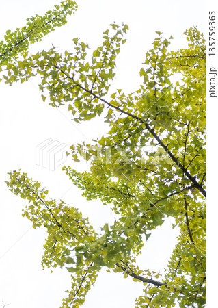 Ginkgo with green leaves, with white sky in the background Ginkgo with green leaves, with white sky in the background 135759365