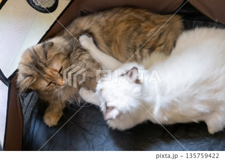 Cute Ragdoll cat playing with brown cat Cute Ragdoll cat playing with brown cat 135759422