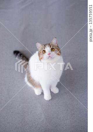 Brown tabby and white British Shorthair cat standing on the floor, looking up Brown tabby and white British Shorthair cat standing on the floor, looking up 135759551
