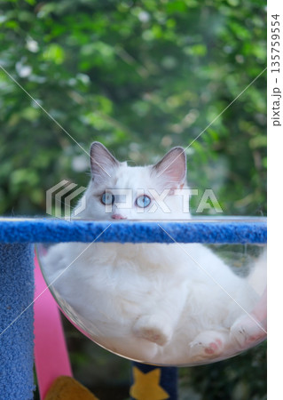 Cute, 6 months old Ragdoll cat in clear bowl on cat tree Cute, 6 months old Ragdoll cat in clear bowl on cat tree 135759554