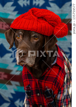 Labrador Retriever Dog in a red shirt and hat sits on the floor with sad face. Labrador Retriever Dog in a red shirt and hat sits on the floor with sad face. 135759577