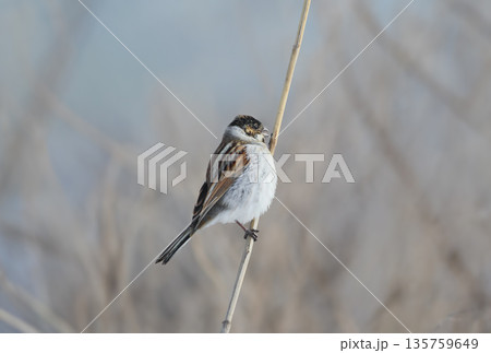 Winter common reed bunting (Emberiza schoeniclus) Winter common reed bunting (Emberiza schoeniclus) 135759649