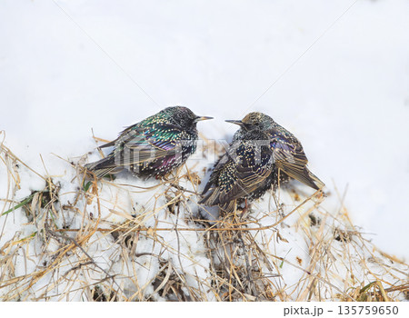 Winter common starling (Sturnus vulgaris) Winter common starling (Sturnus vulgaris) 135759650