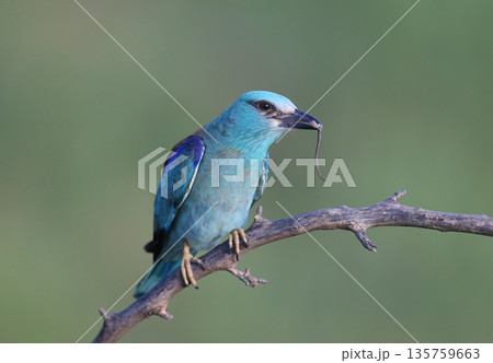European roller (Coracias garrulus) and prey 135759663