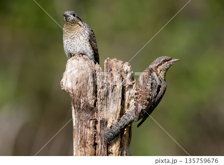Amazing pairs of northern wryneck (Jynx torquilla) 135759676