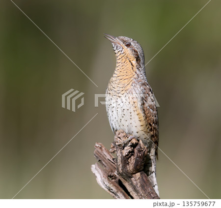Extraordinary portraits of northern wryneck (Jynx torquilla) 135759677