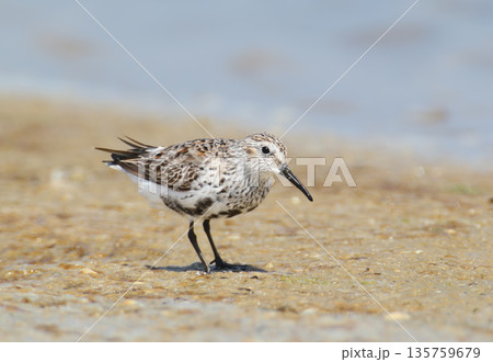 Winter dunlin (Calidris alpina) Winter dunlin (Calidris alpina) 135759679