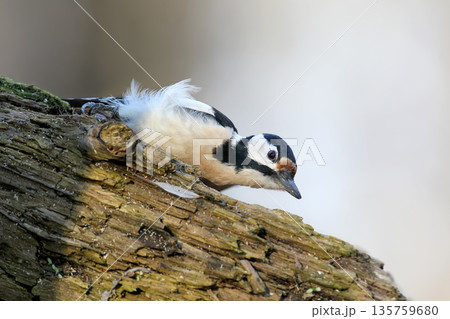Portrait of a great spotted woodpecker (Dendrocopos major) Portrait of a great spotted woodpecker (Dendrocopos major) 135759680