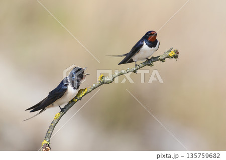 Various scenes from the life of a barn swallow (Hirundo rustica) 135759682