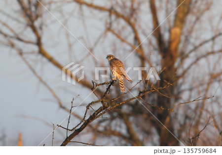 merlin (Falco columbarius) merlin (Falco columbarius) 135759684