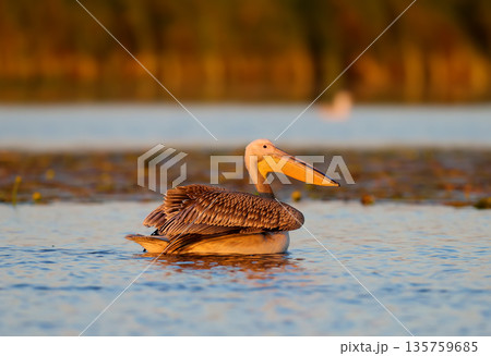 The great white pelican (Pelecanus onocrotalus) The great white pelican (Pelecanus onocrotalus) 135759685