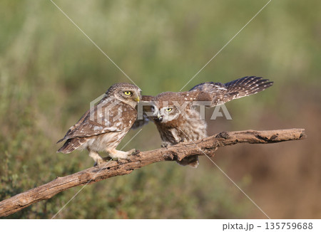 Amazing moments of feeding little owl chicks Amazing moments of feeding little owl chicks 135759688