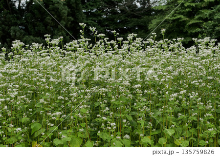 純白の蕎麦の花と茶色のソバの実　　 135759826