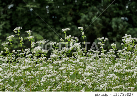 純白の蕎麦の花と茶色のソバの実　　 135759827