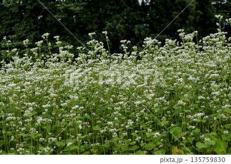 純白の蕎麦の花と茶色のソバの実　　 135759830