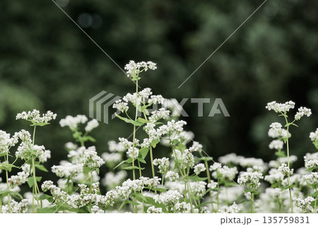 純白の蕎麦の花と茶色のソバの実 純白の蕎麦の花と茶色のソバの実 135759831
