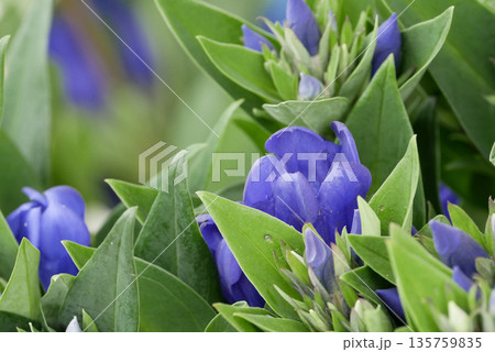 岩手県の花のリンドウは主に八幡平、安比、沢内地方で栽培される 135759835