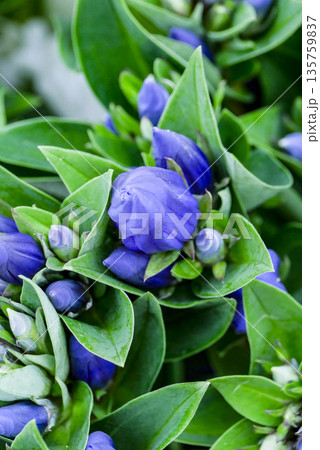 岩手県の花のリンドウは主に八幡平、安比、沢内地方で栽培される 岩手県の花のリンドウは主に八幡平、安比、沢内地方で栽培される 135759837