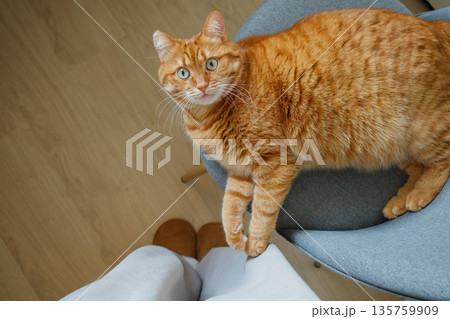 Cute playful domestic orange cat lying on the chair at home and looking up at his owner standing near in big home sleepers 135759909