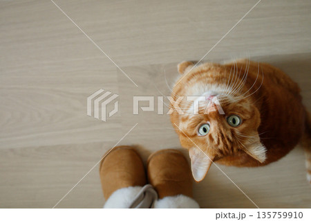 Cute orange domestic cat sitting on the floor and looking up at his owner in big home sleepers. Ginger cat asking for food, hungry domestic pet. Cute orange domestic cat sitting on the floor and looking up at his owner in big home sleepers. Ginger cat asking for food, hungry domestic pet. 135759910