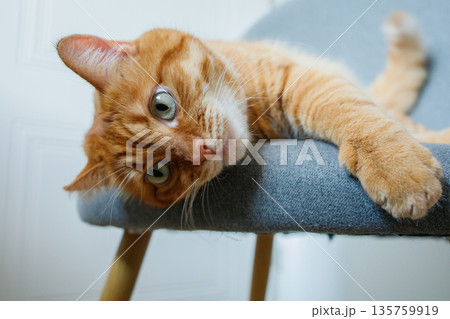 Cute domestic orange cat lying on the chair at home close up. Ginger cat face. 135759919