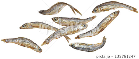 Falling small dried fish isolated on white background, salty anchovy collection, full depth of field Falling small dried fish isolated on white background, salty anchovy collection, full depth of field 135761247