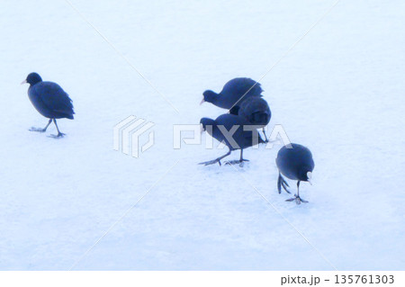岩手県盛岡市高松池に飛来した水鳥のオオバンの大きな水かき 岩手県盛岡市高松池に飛来した水鳥のオオバンの大きな水かき 135761303