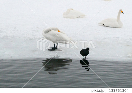 白鳥とオオバン 白鳥とオオバン 135761304