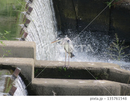 魚道で獲物を狙うアオサギ・1 魚道で獲物を狙うアオサギ・1 135761548