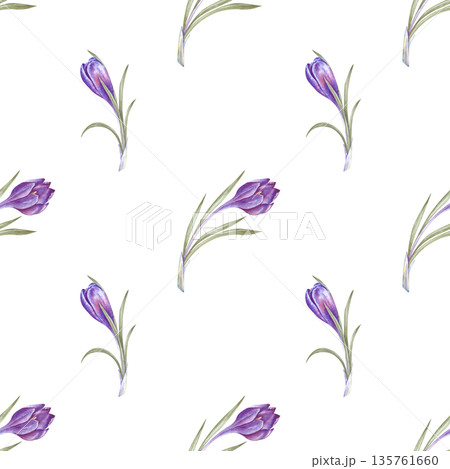 Seamless watercolor pattern with purple crocuses on an isolated background. Botanical illustration with spring primroses. A delicate seamless floral background for packaging, textiles, and tableware. Seamless watercolor pattern with purple crocuses on an isolated background. Botanical illustration with spring primroses. A delicate seamless floral background for packaging, textiles, and tableware. 135761660