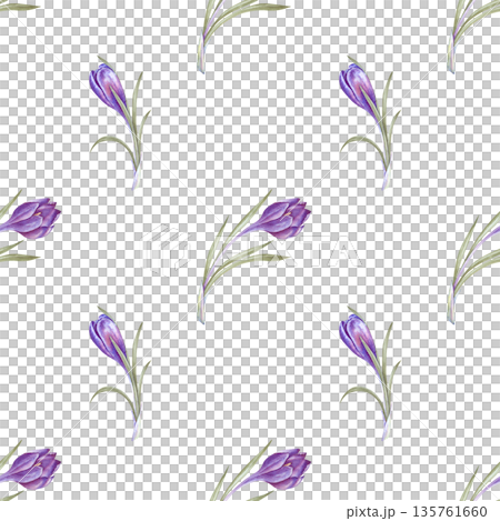 Seamless watercolor pattern with purple crocuses on an isolated background. Botanical illustration with spring primroses. A delicate seamless floral background for packaging, textiles, and tableware. Seamless watercolor pattern with purple crocuses on an isolated background. Botanical illustration with spring primroses. A delicate seamless floral background for packaging, textiles, and tableware. 135761660
