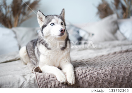 Husky dog at home in the bed of the owner. Husky dog at home in the bed of the owner. 135762366