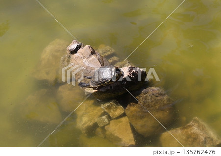 Turtle sunbathing on rocks in a pond at a public park Turtle sunbathing on rocks in a pond at a public park 135762476
