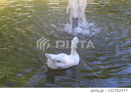 White goose swimming towards a water fountain in a park pond 135762477